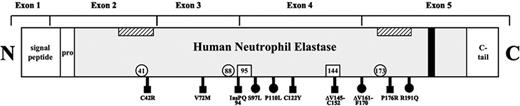 Figure 1. Scheme of HNE. Exon boundaries of the neutrophil elastase sequence, including the amino-terminal signal, the propeptide, and the carboxy-terminal tail. ▧, predicted, hypothetical transmembrane domains12; ▪ hypothetical tyrosine-based sorting signal; □, locations of 3 residues forming the catalytic site (His-41, Asp-88, Ser-173); □ locations of the Asn that are N-glycosylated (Asn-95, Asn-144); ▪ mutations analyzed in the present study and causing SCN; and • mutations causing SCN or CyN.