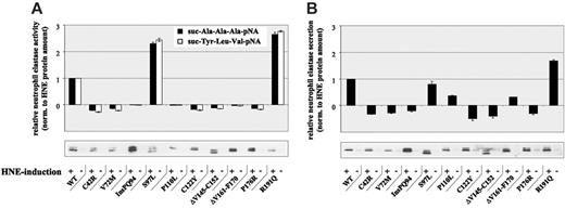 Figure 3. Altered proteolytic activity and secretion of MT-HNE in U937T cells. (A) Proteolytic activity of WT-HNE or MT-HNE in U937T cells using the chromogenic substrates suc-Ala-Ala-Ala-pNA (▴) and suc-Tyr-Leu-Val-pNA (□). Relative activity of HNE was defined as the difference between activity with and without promoter induction and was normalized to the amount of HNE protein synthesized (determined by immunoblotting). Data are given as mean ± SD. (B) Secretion of WT-HNE or MT-HNE from U937T cells. Relative secretion was defined as the difference between secretion with and without promoter induction and was normalized to the amount of total HNE protein synthesized (determined by immunoblotting). Data are given as mean ± SD.
