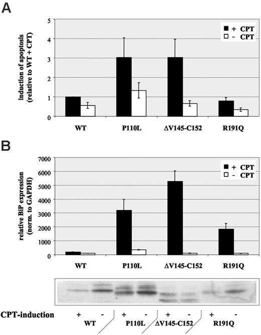 Figure 6. Increased apoptosis in U937T cells expressing MT-HNE proteins. (A) Induction of apoptosis with camptothecin (CPT) in U937T cells expressing wild-type HNE (WT) or MT-HNE proteins (P110L, ΔV145-C152, R191Q). Evaluation of apoptosis by quantification of annexin V-positive cells by flow cytometry. Data are given as mean ± SD. (B) Real-time PCR analysis of relative BiP (GRP78) RNA expression in cells expressing wild-type HNE (WT) or MT-HNE proteins (P110L, ΔV145-C152, R191Q) with or without CPT treatment. Immunoblot using anti-HNE (29-34 kDa) confirms induction of transgene expression in corresponding cell lysates. Data are given as mean ± SD.