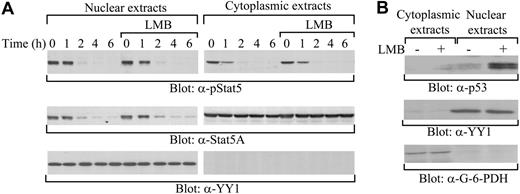Figure 1. Down-regulation of Stat5A in the cytoplasm and the nucleus. (A) No effect of the nuclear export inhibitor LMB on the down-regulation of active or total Stat5A proteins in the nucleus. 32D (EpoR wt) cells were starved overnight and pretreated with or without LMB, followed by stimulation with IL-3. After removal of the cytokine, cytoplasmic and nuclear extracts were prepared at the indicated time points and subjected to Western blot analyses with anti–phospho-Stat5 (α-pStat5), anti-Stat5A (α-Stat5A), or anti–nuclear protein YY1 (α-YY1) antibodies. (B) LMB treatment resulting in nuclear accumulation of p53. As a control, cytoplasmic and nuclear extracts from Hela cells treated with LMB were subjected to Western blot analyses with anti-p53 (α-p53), anti-YY1 (α-YY1), or anti–cytoplasmic protein G-6-PDH (α–G-6-PDH) antibodies.