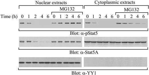 Figure 2. Complete stabilization of tyrosine-phosphorylated Stat5A in the nucleus by MG132. 32D (EpoR wt) cells were starved overnight and pretreated with or without MG132, followed by stimulation with IL-3. After removal of the cytokine, cytoplasmic and nuclear extracts were prepared at the indicated time points and subjected to Western blot analysis with anti–phospho-Stat5 (α-pStat5), anti-Stat5A (α-Stat5A), or anti–nuclear protein YY1 (α-YY1) antibodies.