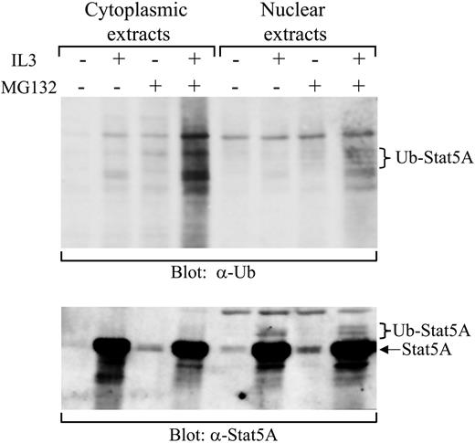 Figure 3. Detection of ubiquitinated Stat5A in the nucleus. 32D (EpoR wt) cells were starved overnight, followed by stimulation with IL-3 in the presence or absence of MG132. Cytoplasmic and nuclear extracts were prepared from these cells. Subsequently, active Stat5 was pulled down from the extracts using the biotin-labeled double-stranded Stat5-binding oligodeoxynucleotides and subjected to Western blot analyses with antiubiquitin (α-Ub) or anti-Stat5A (α-Stat5A) antibodies.