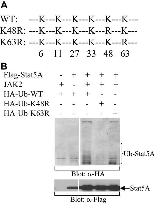 Figure 4. K48-linked polyubiquitination of Stat5A. (A) A schematic diagram of HA-tagged wild-type (WT) and mutant forms of ubiquitin, in which K to R substitution were introduced at position 48 (K48R) or 63 (K63R). (B) Ubiquitination of Stat5A by wild-type and K63R mutant, but not K48R mutant, ubiquitins. HA-tagged wild-type (HA-Ub-WT), K48R (HA-Ub-K48R), or K63R (HA-Ub-K63R) ubiquitin was cotransfected with Stat5A into COS-7 cells in the presence or absence of JAK2 kinase. Following transfection, Stat5 proteins were pulled down from cell lysates using biotin-labeled double-stranded Stat5-binding oligodeoxynucleotides and avidin-conjugated Sepharose beads. Bound proteins were subjected to Western blot analysis with anti-HA (α-HA) antibody.