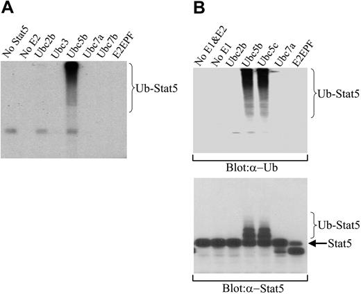Figure 5. Ubiquitination of Stat5A in a cell-free system and identification of Ubc5 as the E2 for Stat5A ubiquitination. (A) Ubiquitination of Stat5A by Ubc5 and 125I-ubiquitin in a cell-free system. Active Stat5 proteins were pulled down from 32D (EpoR wt) cell nuclear extracts using biotin-labeled double-stranded Stat5-binding oligodeoxynucleotides and avidin-conjugated Sepharose beads. The beads were incubated with human E1, an E2 as indicated, and 125I-ubiquitin. Subsequently, the reaction products were subjected to SDS-PAGE, followed by autoradiography. (B) Ubiquitination of Stat5A by Ubc5 and nonradioactive ubiquitin in a cell-free system. The pulled down Stat5 proteins from panel A were incubated with human E1, an E2 as indicated, and nonradioactive ubiquitin. Subsequently, the reaction products were subjected to SDS-PAGE, followed by Western blot analyses with antiubiquitin (α-Ub) or anti-Stat5A (α-Stat5A) antibodies.