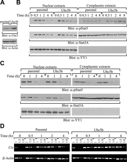 Figure 6. No detectable effect of overexpression of Ubc5 on activation of Stat5A and expression of Stat5 target gene. (A) Overexpression of Ubc5b in 32D (EpoR wt) cells. Cell lysates from parental 32D (EpoR wt) cells (parental) and 32D (EpoR wt) cells overexpressing human Ubc5b (Ubc5b) were subjected to direct Western blot analyses with anti-Ubc5b antibodies. (B) No effect of Ubc5b overexpression on activation of Stat5A. Parental 32D (EpoR wt) cells or 32D (EpoR wt) cells overexpressing human Ubc5b were starved overnight, followed by stimulation with IL-3. In the continuous presence of IL-3, cytoplasmic and nuclear extracts were prepared at the indicated time points and subjected to Western blot analyses with anti–phospho-Stat5 (α-pStat5), anti-Stat5A (α-Stat5A), or anti–nuclear protein YY1 (α-YY1) antibodies. (C) No effect of Ubc5b overexpression on down-regulation of Stat5A in the cytoplasm or the nucleus. Parental 32D (EpoR wt) cells or 32D (EpoR wt) cells overexpressing human Ubc5b were starved overnight, followed by stimulation with IL-3. After removal of the cytokine, cytoplasmic and nuclear extracts were prepared at the indicated time points and subjected to Western blot analyses with anti–phospho-Stat5 (α-pStat5), anti-Stat5A (α-Stat5A), or anti–nuclear protein YY1 (α-YY1) antibodies. (D) No effect of Ubc5b overexpression on expression of Stat5 target gene. Parental 32D (EpoR wt) cells or 32D (EpoR wt) cells overexpressing human Ubc5b were starved overnight, followed by stimulation with IL-3. At the indicated time points, total RNA and subsequent cDNA were prepared. Serial dilutions of the cDNA were subjected to PCR using primers designed to detect the Stat5 target gene, Cis. The β-actin gene was used as an internal RNA level control.