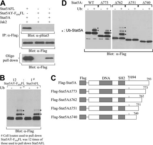 Figure 7. Ubiquitination of nonphosphorylated Stat5A in vitro and identification of the region between amino acid residues 751 and 762 within the Stat5A C-terminal domain as the Stat5A ubiquitination signal. (A) Nonphosphorylated Stat5AY-F694 forming a heterodimer with tyrosine-phosphorylated wild-type Stat5A. Flag-tagged wild-type Stat5A (Stat5AFL) or Flag-tagged mutant Stat5A with Tyr-694 mutated to Phe (Stat5AY-F694FL) was coexpressed with Jak2 in the presence or absence of wild-type Stat5A in COS-7 cells. Cell lysates were immunoprecipitated with anti-Flag antibodies. Precipitated proteins were subjected to Western blot analyses with anti–phospho-Stat5 (α-pStat5) (top blot) or anti-Flag (α-Flag) (middle blot) antibodies. Cell lysates were incubated with the biotin-labeled double-stranded Stat5-binding oligodeoxynucleotides and avidin-conjugated Sepharose beads. Bound proteins were subsequently subjected to Western blot analyses with anti-Flag antibodies (bottom blot). (B) Ubiquitination of nonphosphorylated Stat5AY-F694 in vitro. Stat5AFL or Stat5AY-F694FL was coexpressed with wild-type Stat5A and Jak2 kinase in COS-7 cells. Cell lysates were incubated with the biotin-labeled double-stranded Stat5-binding oligodeoxynucleotides and avidin-conjugated Sepharose beads. Bound proteins were subjected to cell-free ubiquitination in vitro and ubiquitinated forms (*) were identified as higher-molecular-weight species detected by Western blot analyses with anti-Flag antibodies. (C) A schematic diagram of N-terminal Flag-tagged full-length (Flag-Stat5A) and carboxyl-truncated Stat5A at amino acid 773 (Flag-Stat5AΔ773), 762 (Flag-Stat5AΔ762), 751 (Flag-Stat5AΔ751), or 740 (Flag-Stat5AΔ740). (D) The region between amino acid 751 and 762 within the Stat5A C-terminal domain in the control of Stat5A ubiquitination. 32D (EpoR wt) cells expressing N-terminal Flag-tagged wild-type (WT) or carboxyl-truncated Stat5A as shown in panel A (Δ773, Δ762, Δ751, or Δ740) were stimulated with IL-3. The wild-type or carboxyl-truncated Stat5A proteins were pulled down from cell lysates using biotin-labeled double-stranded Stat5-binding oligodeoxynucleotides and avidin-conjugated Sepharose beads. Following cell-free ubiquitination in vitro, N-terminal Flag-tagged wild-type or carboxyl-truncated Stat5A proteins were subjected to SDS-PAGE and ubiquitinated forms (*) were identified as higher-molecular-weight species detected by Western blot analyses with anti-Flag antibodies.