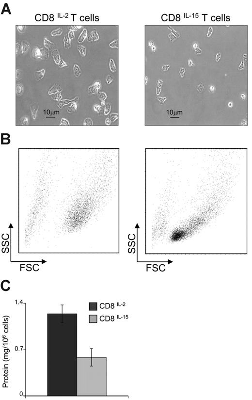 Figure 2. Antigen-primed T cells cultured in IL-2 are bigger than T cells cultured in IL-15. (A) Live low-light digital camera images of 2-day antigen-primed CD8+ T cells cultured for 5 days in either 20 ng/mL IL-2 (CD8IL-2) or 20 ng/mL IL-15 (CD8IL-15). Cells were allowed to settle on glass coverslips coated with 5 ng/mL recombinant mouse ICAM-1/Fc chimera, and were filmed in RPMI 1640 (10% FCS, pentstrep, 50 μm β-mercaptoethanol) using an Axiocam digital camera supported by a motorized microscope (Carl Zeiss, Oberkochen, Germany). Cells were visualized under phase-contrast by a 40 ×/0.75 numeric aperture objective lens; resulting images were analyzed with Axiovision software (Carl Zeiss). (B) FACS dot plots of FSC and SSC profiles. (C) Cellular protein content. Dot plots and graphs are representative of the results of 5 or more experiments. P < .05 for protein concentrations. Error bars indicate SD.