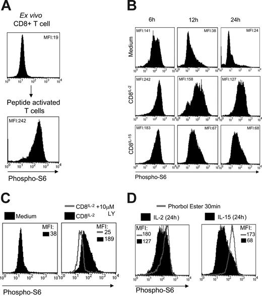 Figure 7. IL-2 and IL-15 regulation of S6 ribosomal protein phosphorylation. Flow cytometric analysis of phospho-S6 ribosomal protein in (A) naive CD8+ T cells and 2-day antigen-primed P14 LCMV CD8+ T cells and in (B) antigen-primed CD8+ T cells maintained for another 6 to 24 hours in medium, 20 ng/mL IL-2 (CD8IL-2), or 20 ng/mL IL-15 (CD8IL-15). (C) Antigen-primed P14 LCMV CD8+ T cells maintained for 24 hours in medium or 20 ng/mL IL-2 (CD8IL-2) ± 10 μM LY294002, a PI3K inhibitor. (D) Antigen-primed P14 LCMV CD8+ T cells maintained for 24 hours in 20 ng/mL IL-2 (CD8IL-2) or 20 ng/mL IL-15 (CD8IL-15) followed by no further treatment or by activation with 20 nM PdBu for 30 minutes before analysis. FACS histograms are representative of the results of 5 or more experiments.