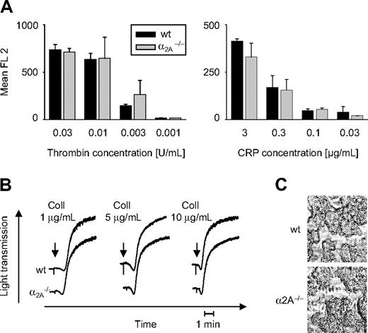 Figure 1. Unaltered platelet responses to thrombin and collagen in α2A–/– mice. (A) Diluted whole blood was incubated with different concentrations of thrombin and CRP, as indicated. Activation of αIIbβ3 and P-selectin expression (not shown) was analyzed by flow cytometry. Results are presented as mean ± SD of 5 mice per group. (B) Heparinized PRP was stimulated with indicated concentrations of fibrillar collagen (“Coll”), and light transmission was recorded on a Fibrintimer 4-channel aggregometer. Results shown are representative of 6 individual experiments. (C) Whole blood was perfused over a “Horm-type” collagen-coated coverslip at high shear (1000 seconds–1). Representative phase-contrast images were taken at the end of the experiment. Images were captured with a Zeiss Axiovert 200 inverted microscope (Carl Zeiss, Jena, Germany) with a 63 ×/0.75 Ph2 objective, a 100-W HBO fluorescent lamp source, and a CCD camera (CV-M300; Visitron Systems, Puchheim, Germany) connected to an AG-7355 S-VHS video camera (Panasonic, Matsushita Electric, Osaka, Japan). Videotaped images were evaluated using a computer-assisted image analysis program, Meta View Version 5.0 (Visitron Systems).