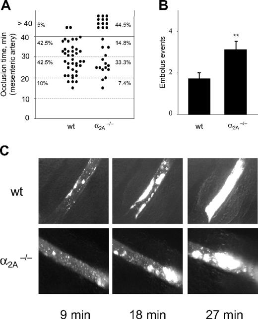 Figure 4. Enhanced embolus formation in α2A–/– mice. Thrombosis was induced in mesenteric arteries by topical application of FeCl3. (A) In wild-type mice 95% of formed thrombi were able to occlude, whereas in α2A–/– mice only 55.5% of formed thrombi were able to occlude. Each symbol represents one monitored arteriole, and horizontal lines indicate quartiles of occlusion time. (B) Quantitative analysis of embolus formation in control (1.7 ± 0.32) and mutant (3.1 ± 0.39) mice are presented as the amount of thrombi that detached during the observation period from the viewing field. Results are presented as mean ± SEM. (**P = .01–.05) (C) Representative pictures of 1 experiment are shown for better illustration. Indicated time points represent minutes after FeCl3-induced injury. Images were captured as described in the caption for Figure 1C, except that a 10 ×/0.25 Ph1 objective was used.
