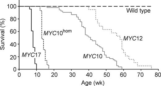 Figure 2. Tumorigenesis in VavP-MYC mice. MYC10 (n = 53), MYC10hom (n = 29), MYC12 (n = 19), MYC17 (n = 23; data from Smith et al25), and wild-type (B6) (n = 25) mice were monitored for tumors and killed when sick. The percentage of mice surviving at weekly intervals is shown. Log-rank analysis comparing wild-type versus MYC12, MYC12 versus MYC10, MYC10 versus MYC10hom, and MYC10hom versus MYC17 showed that in all cases survival was significantly different (P < .001).