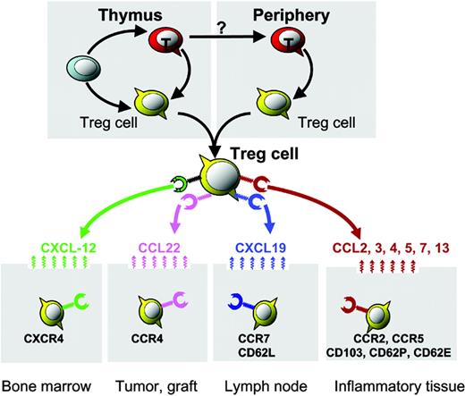 Figure 1. Organ/tissue trafficking and distribution of Treg cells. Distinct chemokine receptors and integrin molecules implicated in Treg-cell organ/tissue trafficking and compartmentalization. Bone marrow–derived CXCL12 mediates Treg-cell bone marrow trafficking. Environmental CCL22 mediates Treg-cell trafficking into human ovarian cancer and mouse cardiac grafts. The lymphoid homing molecules CCR7 and CD62L may facilitate lymphoid homing of Treg cells. Certain CC chemokines and integrins may mediate Treg-cell trafficking into inflammatory tissues/organs.