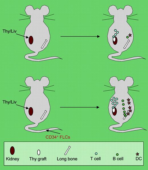 The top panel shows the traditional human fetal Thy/Liv-grafted model with poor in vivo immunity due to inefficient human dendritic-cell (DC) and B-cell development. The bottom panel shows that intravenous injection of CD34+ fetal liver cells (FLCs) leads to multilineage repopulation of human lymphohematopoietic cells, formation of secondary lymphoid organs, and development of a functional human immune system in human fetal Thy/Liv-grafted NOD/SCID mice.