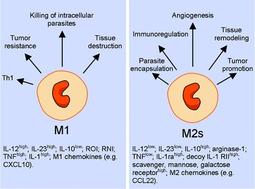 Key properties and functions of polarized macrophages. ROI and RNI indicate reactive oxygen and nitrogen intermediates. M2s refer to diverse forms of M2 activation.