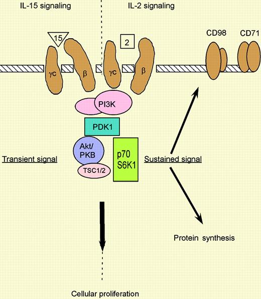 Differences of IL-2 and IL-15 signaling in CD8 T cells.