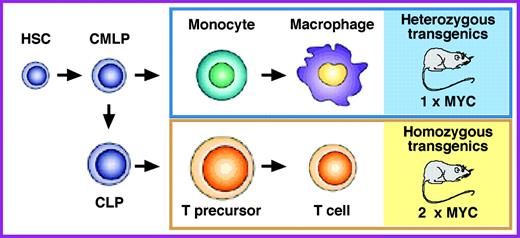MYC levels determine the types of hematopoietic neoplasms that develop in mice carrying 1 or 2 copies of the same Vav-driven MYC transgene. Heterozygous MYC transgenic mice are prone to late-onset monocytic neoplasms (blue box), whereas homozygous MYC transgenic mice, which express twice as much MYC (2 × MYC) as their heterozygous counterparts do (1 × MYC), develop early-onset T-cell lymphomas (yellow box). HSC indicates hematopoietic stem cell; CMLP, common myelolymphoid progenitor; and CLP, common lymphoid progenitor.