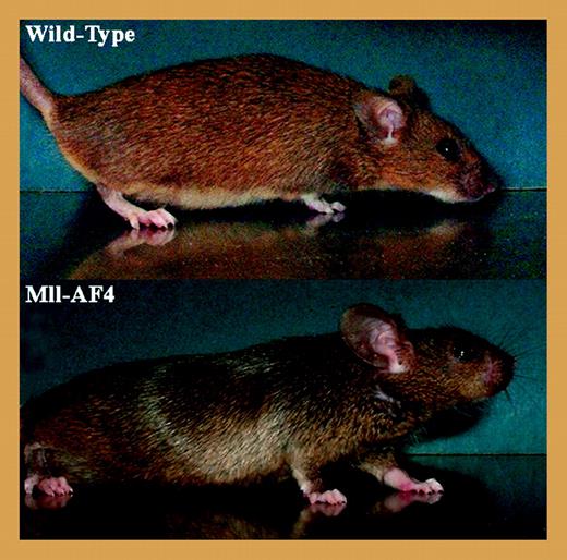 Wild-type (top) and Mll-AF4 (bottom) mice at the age of 5 weeks. Mll-AF4 mice have a shortened face and large ears. Mll-AF9 mice have a more pointed face and large ears. See the complete figure in the article beginning on page 669.