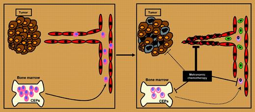 Revised model for the mechanism of metronomic chemotherapy. Metronomic chemotherapy may directly affect tumor cells (brown and gray ovals), may cause direct endothelial cell death or growth inhibition (red ovals), or may decrease the mobilization or viability of bone marrow–derived CEPs, which contribute to the tumor vasculature (pink ovals). The study by Mancuso and colleagues in this issue suggests that the primary mechanism of action is via induction of endothelial cell apoptosis (green ovals). Adapted from Shaked et al3 with the authors' permission.