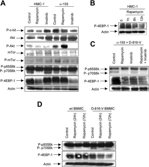 Figure 4. Effect of rapamycin on phosphorylation of p70S6kinase and 4E-BP1 in D816V cells. (A) Western blot analysis of HMC-1 (D816V) and α-155 (V560G) untreated or after exposure to rapamycin (5 nM) or imatinib (1 μM) as indicated. P indicates phosphorylated. (B) Kinetic effect of rapamycin on phospho–4E-BP1 on both cell types containing c-kit mutation. (C) D816V-transfected α-155 (V560G) cells were treated by rapamycin (5 nM), imatinib (1 μM), or both as indicated. (D) Effect of rapamycin action on wild-type BMMCs or BMMCs derived from D816V c-kit transgenic mice. Protein extracts were performed at the indicated time. Protein extracts were resolved by SDS-PAGE. Protein loading was assessed using polyclonal antibody against actin.