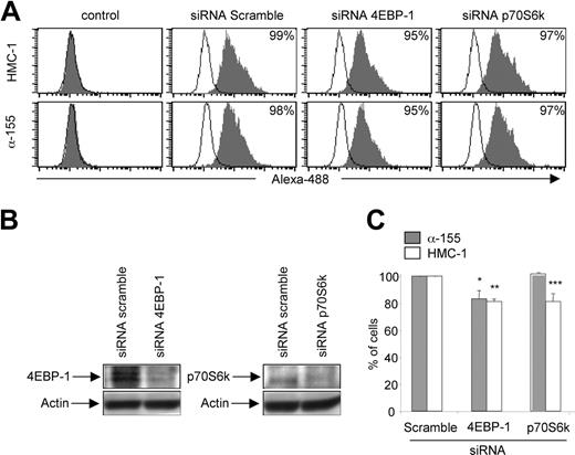 Figure 5. D816V and V560G proliferation was dependent of 4E-BP1 expression. (A) Alexa 488–tagged siRNA was used to detect the transfection efficiency of both HMC-1 (D816V) and α-155 (V560G) by flow cytometer. Histogram shows the percentage of transfected cells by scramble, p70S6k, and 4E-BP1 siRNA. (B) Western blot analysis of HMC-1 (D816V) transfected with siRNA. Both proteins 4E-BP1 and p70S6k have been deleted on cells (left and right panel, respectively). Protein extracts were resolved by SDS-PAGE. Loading of protein was assessed using polyclonal antibody against actin. Data represent a typical experiment out of 3. (C) 4E-BP1 and p70S6k siRNA sensitivities of HMC-1 (D816V; □) and α-155 (V560G; ▦) were assessed after 48 hours of culture. Data are means ± standard error of 3 separate experiments, each plated in triplicate. These data are statistically significant (*P < .05, **P < .01, ***P < .001).