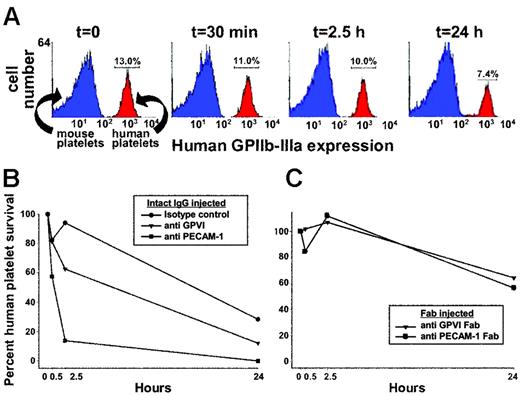 Figure 1. Survival of human platelets in NOD/SCID mice. Human PRP (200 μL) at 2 × 109 platelets/mL was injected into the retro-orbital plexus of NOD/SCID mice, and human platelet survival was measured by flow cytometry using AP2 (a monoclonal antibody specific for the human GPIIb-IIIa complex). (A) Flow cytometric data showing a typical time course of human platelet survival following intraperitoneal injection of an isotype-matched control mAb. Note that approximately 50% of the human platelets are lost from circulation over a period of 24 hours, most likely reflecting the kinetics of normal clearance resulting from platelet aging. (B) Comparison of human platelet survival over time in mice treated with an isotype-matched intact monoclonal IgG, the GPVI-specific mAb 11A12, or the anti–PECAM-1 mAb PECAM 1.3. (C) Human platelet survival in the mouse circulation following exposure to 30 μg Fab fragments of the GPVI-specific mAb 6B12 or PECAM 1.3. Note that the rate of platelet clearance (∼ 40% in 24 hours) is not significantly greater than observed in mice treated with nonbinding isotype-matched mAbs shown in Figure 1B. Data shown is representative of 5 (A,B) and 7 (C) separate experiments.