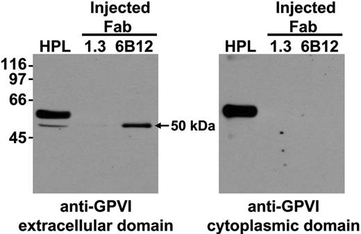 Figure 4. Soluble, truncated form of GPVI accumulates in the plasma of mice when human platelets circulate in the presence of anti-GPVI Fab fragments. NOD/SCID mice injected with human platelet concentrates along with Fab fragments directed against human GPVI (6B12) or PECAM-1 (1.3) were examined for the presence of soluble GPVI accumulation in the plasma. Streptavidin-Sepharose beads coated with a biotinylated form of the anti–human GPVI mAb, 11A12, were used to immunoprecipitate GPVI from human platelet lysates (HPL) or mouse plasma obtained from mice injected with human platelets and 6B12 or 1.3 fragments. On acid elution, samples were separated by SDS PAGE, transferred to a PVDF membrane, and probed for human GPVI using the mAb 6B12, which recognizes an epitope on the extracellular portion of human GPVI (A) or a rabbit polyclonal antibody directed against the cytoplasmic domain of GPVI (B). These data illustrate that a GPVI fragment corresponding to the extracellular domain accumulates in mouse plasma when human platelets circulate in the presence of an anti-GPVI Fab fragment of mAb 6B12.