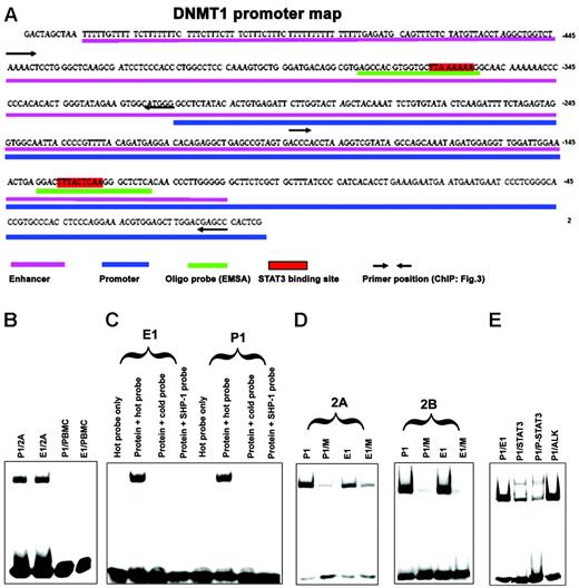Figure 2. Association of STAT3 with SIE/GAS sites identified in DNMT1 gene promoter 1 and enhancer 1 in vitro. (A) Map of the DNMT1 gene promoter and enhancer region with highlighted STAT3-binding sites and corresponding DNA oligonucleotide probes used in EMSA and primer sets used in ChIP (for comparison, see Figure 4). (B) EMSA with DNA oligonucleotides that corresponded to promoter 1 (P1) and enhancer 1 (E1) STAT3-binding sites with nuclear protein extracts from malignant T cells 2A and normal PBMCs as control. (C) Binding of the 2A T-cell line protein extracts (protein) to the enhancer 1 and promoter 1 STAT3-binding sites in the presence and absence of the unlabeled (cold and SHP-1) probes. (D) Binding of the 2A and 2B T-cell line protein extracts to promoter 1 and enhancer 1 STAT-binding sites either wild-type (P1 and E1, respectively) or with mutated (M) TT and AA pairs by substitution with the CC pairs. (E) Supershift EMSA with the anti-STAT3 and control anti–anaplastic lymphoma kinase (ALK) antibody.