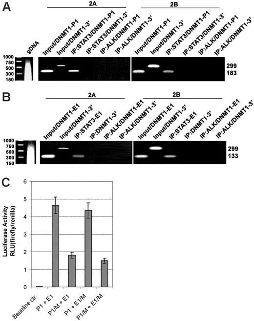 Figure 3. Binding and activation of STAT3 to DNMT1 gene promoter/enhancer region in vivo. Cell lysates from T-cell lymphoma cell lines 2A and 2B were examined in the chromatin immunoprecipitation (ChIP) assay before (input) and after immunoprecipitation using anti-STAT3 antibody with an unrelated (ALK) antibody serving as the negative control. DNA binding was detected in the ChIP assay using PCR primer pairs corresponding to promoter 1 (A, P1) and enhancer 1 (B, E1) regions. Binding to the 3′-end of the DNMT1 gene served as an additional negative control. (C) STAT3 effect on activity of the DNMT1 promoter and enhancer. SUDHL-1 cells that constitutively expressed activated STAT3 were transfected with firefly luciferase constructs containing promoter 1 and enhancer 1 of the DNMT1 gene in either wild-type form (P1 and E1, respectively) or with mutated (M) TT and AA pairs that were substituted with the CC pairs. Results are presented in relative luciferase unit (RLU) after normalization based on expression of the cotransfected renilla luciferase gene.
