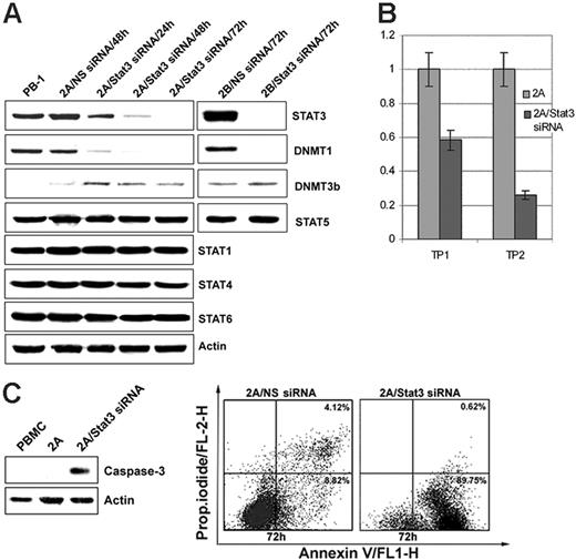 Figure 4. STAT3 depletion by siRNA inhibits expression of DNMT1. (A) Expression of STAT3, DNMT1, and the other listed proteins after treatment of the T-cell lymphoma cell lines 2A and 2B for the indicated times with STAT3 siRNA or control, non–sense (NS) siRNA. Untreated PB-1 line served as an additional control. (B) STAT3 siRNA–mediated inhibition of cell growth of 2A cells as determined in the MTT enzymatic conversion assay. Time point (TP) 1 designates a single siRNA treatment at the experiment inception (0 hour), and TP2 designates 2 treatments at 0 hour and at 48 hours. The assay readout was performed at 72 hours. (C) STAT3 siRNA–mediated induction of apoptotic cell death as determined in 2A cells by expression of cleaved caspase 3 (left panel) and annexin V binding (right panel).