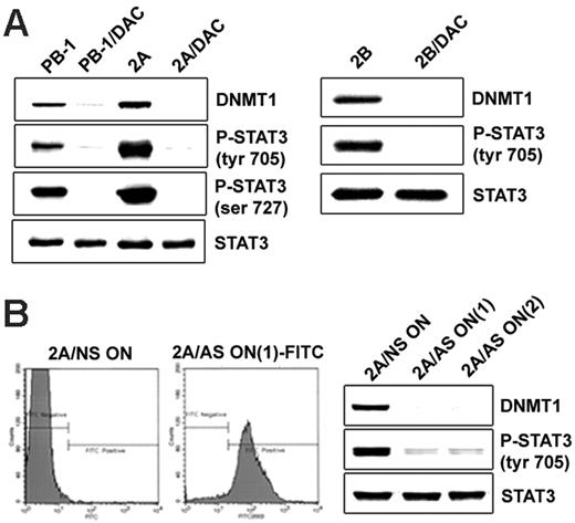 Figure 5. DNMT1 inhibition results in the suppression of STAT3 activation. (A, left) Two T-cell lymphoma cell lines (PB-1 and 2A) treated with the DNMT inhibitor DAC were examined for expression of the noninhibited DNMT1 protein (upper lane) and STAT3 phosphorylation at Tyr705 (upper middle lane) and Ser727 (lower middle lane) and for expression of total STAT3 (lower lane). Untreated cells served as a control. (A, right) Expression of noninhibited DNMT1, p-Y705STAT3, and total STAT3 in the additional T-cell lymphoma cell line, 2B, before and after treatment with DAC. (B, left) 2A cells were treated for 72 hours with 2 fluorescein-labeled DNMT1 antisense DNA oligonucleotides, designated DNMT1 AS-ON(1) and DNMT1 AS-ON(2), and non–sense DNA oligonucleotide (NS-ON) as control. Flow cytometry analysis showed efficiency of the uptake of FITC-labeled DNMT1 AS-ON(1). (B, right) Western blot expression of DNMT1, phospho-STAT3, and total STAT3 after treatment with control NS-ON, DNMT1 AS-ON(1), and AS-ON(2).