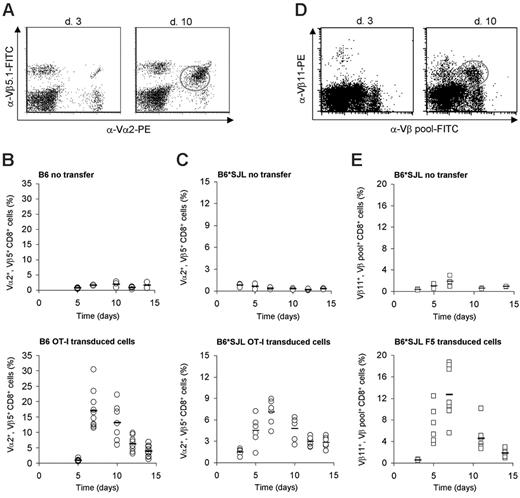 Figure 3. In vivo expansion of TCR-transduced T cells in partially MHC-mismatched recipients. (A) Flow cytometric analysis of blood samples at day 3 (left) or day 10 (right) after infection from B6 mice that received 1 × 105 OT-I TCR-transduced T cells followed by inflova infection. Activated TCR-transduced T cells can be distinguished from the endogenous Vα2/Vβ5+ CD8+ fraction by a lower expression of the Vα2/Vβ5 TCR chains. (B-C) Analysis of blood samples from B6 mice (B) and B6*SJL mice (C) that received no modified T cells (top) or 1 × 105 OT-I TCR-transduced T cells (transduction efficiency in B6*SJL mice, 23% of CD8+ cells) (bottom) followed by inflova infection. Blood was sampled 5 to 14 days after infection and stained as in panel A. Open circles indicate T-cell responses in individual mice; bars, averages. (D) Flow cytometric analysis of blood samples at day 3 (left) or day 10 (right) after infection from B6*SJL mice that received 1 × 105 F5 TCR-transduced T cells (transduction efficiency, 3.5% of CD8+ cells) followed by A/NT/60/68 infection. The percentage of F5 TCR-transduced cells was calculated from the fraction of Vβ11+ cells within the population of Vβ-pool+ cells. Note that a Vβ11dull population that is Vβ-pool negative is present in mice that received F5 TCR-modified T cells. This represents TCR-transduced T cells that express an endogenous Vβ chain for which no antibody was available. (E) Analysis of blood samples from B6*SJL mice that received no modified T cells (top) or 1 × 105 F5 TCR-transduced T cells (bottom) followed by A/NT/60/68 infection. Blood was sampled 5 to 14 days after infection and stained as in panel D. Open squares indicate T-cell responses in individual mice; bars, averages.