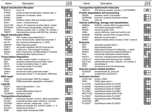 Figure 2. Analysis of TAL1, E2A, and HEB binding to human promoters. Chromatin immunoprecipitation experiments in Jurkat cells were performed with antibodies raised against TAL1, E2A, or HEB. Relative binding to each of the 71 promoters previously identified as TAL1 targets by ChIP on chip was analyzed by gene-specific quantitative PCR. Promoters marked in dark gray were enriched in the chromatin immunoprecipitates compared with those of the control genomic DNA; no enrichment was detected in the immunoprecipitates marked in light gray, while the empty boxes for RAB40B indicates that no suitable primers were identified to perform the quantitative PCR analysis.