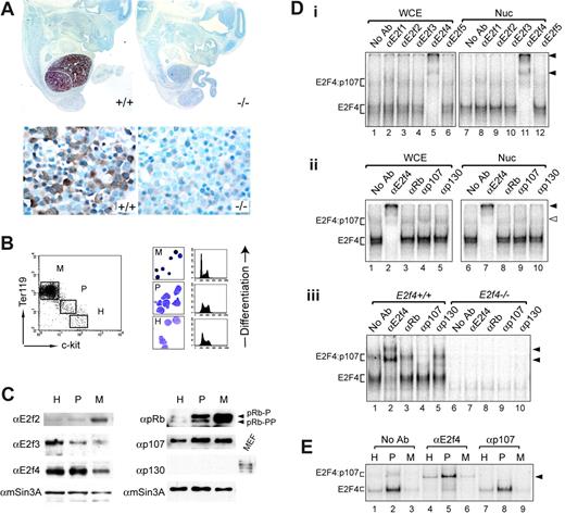 Figure 1. E2f4 is highly expressed in fetal liver erythroid cells. (A) E2f4 protein expression by immunohistochemistry in E12.5 E2f4+/+ (left panels) and E2f4–/– (right panels) embryo sections, counterstained with hematoxylin (blue). High-power images of the FL are shown in the bottom panels. Lack of detectable signal in the E2f4–/– littermate control demonstrates the specificity of the E2f4 antibody used in these studies. (B) Sorting protocol to isolate erythroid differentiation populations from E15.5 E2f4+/+ FL. Mature erythroblasts (Ter119hi/c-kitneg, M), proerythroblasts (Ter119dim/c-kitdim, P), and hematopoietic progenitors (Ter119neg/c-kithi, H; include the earliest erythroid progenitors, BFU-Es and CFU-Es). Morphology (benzidine and May-Grunwald-Giemsa stain) and cell cycle profiles by PI were used to characterize these populations. (C) Protein expression of E2F and pRB family members in sorted E15.5 E2f4+/+ FL subpopulations was assessed by Western blot; mSin3A indicates loading control. (D) Gel-shift analyses of E2F/pRb family complexes in E12.5 E2f4+/+ andE2f4–/– FL. (E) Gel-shift analysis of E2F/pRb family complexes in sorted E15.5 E2f4+/+ FL populations. Protein samples were derived from whole-cell extracts except where denoted. Nuc indicates nuclear extracts; WCE, whole-cell extracts. Solid arrowheads denote complexes supershifted by E2F4 polyclonal antibody, and clear arrowhead (Dii) denotes supershift with p107 mAb (SD6; a kind gift from N. Dyson), whereas an alternate p107 pAb (SC318X; Santa Cruz, Santa Cruz, CA) results in destruction of the complex (Diii,E).