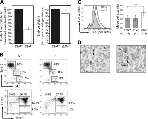 Figure 2. Decreased cellularity of E2f4–/– fetal liver is not associated with a block in differentiation or decreased survival. (A) Whole FL cellularity (n = 8 litters) and whole embryo body weight (n = 4 litters) of E15.5 E2f4+/+ and E2f4–/– littermate embryos. Error bars indicate standard deviation from the mean. (B) Immunophenotyping of hematopoietic markers in E2f4+/+ and E2f4–/– E15.5 whole FLs by FACS. (C) Cell size of Ter119+/DRAQ5+ erythroid cells derived from E15.5 FL suspensions was determined by forward scatter measurement by FACS (left plot), and by mean cell volume (femtoliters) parameter on a Sysmex CD4-500 hematological cell counter (Sysmex America, Mundeleine, IL) (right plot); **P < .005, Student t test. Error bars indicate standard deviation from the mean. (D) Measurement of apoptosis by in situ TUNEL assay in E2f4+/+ and E2f4–/– E15.5 FLs. Arrowheads indicate TUNEL-positive cells.