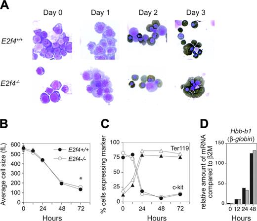 Figure 4. Normal differentiation kinetics of E2f4–/– fetal liver erythroid cells in vitro. FL erythroid cells pooled from E2f4+/+ and E2f4–/– E12.5 embryos were expanded and induced to differentiate in vitro. Features of differentiation were measured at 0, 12, 24, 48, and 72 hours following differentiation induction. (A) Morphologic analysis of cytospins following erythroid differentiation by May-Grunwald-Giemsa and benzidine (dark brown) staining. (B) Average cell size (fL) determined by Coulter counter analysis. (C) Proportion of cells expressing hematopoietic markers c-kit (circles) and Ter119 (triangles) by FACS. (D) Relative abundance of mRNA transcript of erythroid differentiation marker β-globin compared with β 2M, assessed by real-time PCR; E2f4+/+, ▪; E2f4–/–, ##. For all other graphs, E2f4+/+, closed symbols; E2f4–/–, open symbols. Error bars indicate standard deviation.
