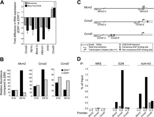 Figure 6. E2F4 directly binds to promoter regions of Ccna2 and Mcm2 but not Ccnd2. (A) Fold difference in RNA expression between E2f4+/+ and E2f4–/– E15.5 FLs determined by microarray analysis (##; n = 7) and real-time PCR (▪; n = 3), the latter normalized to GAPDH expression. Data represent 2 to 3 individual FLs pooled per experiment. (B) Relative abundance of Mcm2, Ccna2, and Ccnd2 mRNA transcript in E2f4+/+ and E2f4–/– erythroid cells at 0 and 24 hours after induction of differentiation, normalized to β 2M expression. Data shown are representative of 3 independent experiments. (C) For ChIP experiments, real-time PCR primers were designed to detect genomic DNA spanning putative E2F binding sites present in the Mcm2, Ccna2, and Ccnd2 promoters (Mcm2.E, Ccna2.E, and Ccnd2.E), in addition to nonspecific upstream sites (Mcm2.U, Ccna2.U, and Ccnd2.U), as marked. (D) ChIP experiments were performed on wild-type erythroid cells 24 hours after induction of differentiation in vitro. Cross-linked DNA/protein was immunoprecipitated using nonimmune rabbit serum (NRS), or rabbit polyclonal antibodies recognizing E2F4 or acetylated histone H3 (AcH-H3). Precipitated DNA samples were amplified with primers recognizing upstream promoter nonspecific sites (U) and the E2F consensus sites (E) of candidate genes. Quantification of precipitated DNA was measured by real-time PCR, where the amount of immunoprecipitated promoter DNA is depicted as a percentage of the amount present in the total input chromatin sample. Data shown are representative of 5 independent experiments. Error bars indicate standard deviation.