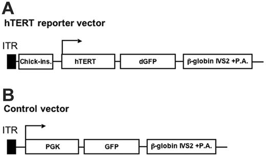 Figure 1. Illustration of the hTERT reporter and control adenoviral vector. (A) The hTERT reporter adenoviral vector. In this vector, the dGFP expression cassette driven by the hTERT promoter (–576 to +30 of the hTERT gene sequence) was engineered in the E1 region. The expression cassette was shielded by the chicken β-like globin gene insulator for ensuring specificity of the hTERT promoter.38 (B) The control Ad5F35-GFP vector encoding GFP under the control of the constitutively active PGK1 promoter has been described previously.33,36 Both vectors are fiber-retargeted Ad5F35 vectors.