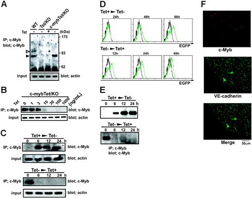 Figure 1. Tet-regulated expression of c-Myb protein in c-myb knockout ES cells. (A) Wild-type ES cells (WT), c-myb–/–parental ES cells expressing tTA (Tet/KO), and c-myb–/–ES cells carrying the Tet-regulated c-myb transgene (c-mybTet/KO) were cultured for 2 days in the presence (1 μg/mL) or absence of Tet. Cells were lysed and subjected to immunoprecipitation and Western blotting with an anti–c-Myb antibody. Two isoforms of the c-Myb protein, p75 (filled arrow) and p89 (open arrow), were detected in wild-type cells, whereas only p75 was detected in c-mybTet/KO cells cultured in the absence of Tet. Total-cell lysates were blotted with antiactin to normalize the initial amount of protein. (B) c-mybTet/KO ES cells were cultured for 2 days in the presence of indicated concentrations of Tet (0-1000 ng/mL). Cells were lysed and subjected to immunoprecipitation and Western blotting as described under “Materials and methods.” (C) c-mybTet/KO ES cells were cultured in the presence (top panels) or absence (bottom panels) of Tet (1 μg/mL) for 2 days. The culture conditions were then shifted to either with Tet (1 μg/mL) (bottom panels) or without Tet (top panels), and incubation continued for another 6 to 24 hours. Cells were lysed and subjected to immunoprecipitation and Western blotting. (D) c-mybTet/KO ES cells were cultured in the presence (top panels) or absence (bottom panels) of Tet (1 μg/mL) for 2 days. The culture conditions were then shifted to either with Tet (1 μg/mL) (bottom panels) or without Tet (top panels), and incubation continued for another 12 to 96 hours. Cells were then analyzed for EGFP expression by flow cytometry. Histograms show intensity of EGFP fluorescence on the cells harvested at indicated time points (green) together with cells that were kept in the presence of Tet as a negative control (black). (E) c-mybTet/KO ES cells were allowed to differentiate on OP9 stromal cell layers in the presence of Tet (1 μg/mL) for 4 days. Flk-1+cells were sorted by FACS and recultured with OP9 cells in the presence (top panel) or absence (bottom panel) of Tet (1 μg/mL). After 24 hours, the culture conditions were shifted to either with Tet (1 μg/mL) (bottom panel) or without Tet (top panel), and incubation continued for another 6 to 24 hours. Cells were then lysed and subjected to immunoprecipitation and Western blotting with an anti–c-Myb antibody. (F) VE-cadherin+CD31+cells were sorted from differentiating c-mybTet/KO ES cells and recultured on OP9 layers in the absence of Tet. After 3 days, the cultures were stained in situ with antibodies against VE-cadherin (green) and c-Myb (red). VE-cadherin staining was localized to cell-cell junctions and perinuclear regions, whereas c-Myb staining was localized to nucleus. Results shown are representative of at least 3 independent experiments. Original magnification, ×600 (objective, 60×/1.25 NA oil).