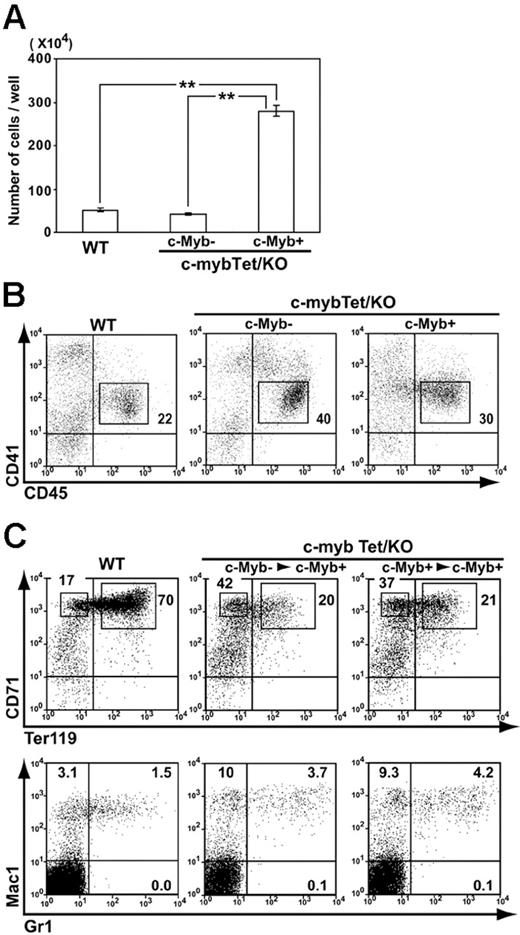 Figure 2. Hematopoietic cell generation from c-myb knockout endothelial cells restored by c-Myb induction. (A-B) Wild-type ES cells (WT) and c-myb–/–ES cells carrying the Tet-regulated c-myb transgene (c-mybTet/KO) were allowed to differentiate on OP9 stromal cell layers in the presence of Tet (1 μg/mL) for 5 days. VE-cadherin+CD31+CD45–CD41– cells were sorted by FACS and recultured (70 000 cells/well) with OP9 cells and cytokines (SCF, IL3, Epo) in the presence (c-Myb–) or absence (c-Myb+) of Tet (1 μg/mL). After 4 days, hematopoietic cells were harvested and counted (A). Mean ± SEM from 3 independent experiments are shown (**P < .01). Cells were then analyzed by flow cytometry for expression of CD45 and CD41 (B). Numbers indicate the percentage of cells in rectangular area. (C) VE-cadherin+CD31+ cells were sorted from differentiating ES cells as described under “Materials and methods.” In some cultures, c-myb transgene expression was induced from 2 days prior to sorting (right panels; c-mybTet/KO; c-Myb+> c-Myb+). Sorted cells were cultured for 9 days with OP9 cells and cytokines (SCF, IL3, Epo) in the absence of Tet. Hematopoietic cells generated were analyzed by flow cytometry for expression of lineage markers. Results shown are representative of at least 3 independent experiments. Numbers indicate the percentage of cells in population.