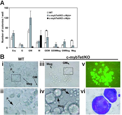 Figure 3. Hematopoietic cell colony formation by c-myb knockout endothelial cells is restored by c-Myb induction. (A) VE-cadherin+CD31+ cells were sorted from differentiating wild-type ES cells and c-mybTet/KO ES cells as described in Figure 2. Cells were recultured (3000 cells/well) for 6 days with OP9 cells and cytokines (SCF, IL3, Epo) in the presence (c-Myb–) or absence (c-Myb+) of Tet (1 μg/mL). To quantify hematopoietic cell colonies, the cultures were overlaid with a semisolid medium from the second day on. Ery indicates erythroid colony; G, granulocyte colony; GM, granulocyte/macrophage colony; M, macrophage colony; GEM, granulocyte/erythrocyte/macrophage colony; GEMMeg, granulocyte/erythrocyte/macrophage/megakaryocyte colony; GMMeg, granulocyte/macrophage/megakaryocyte colony; Meg, megakaryocyte colony. Mean ± SEM from 3 independent experiments are shown (*P < .05). (B) Phase-contrast microscopy images of representative megakaryocyte and GM colonies derived from wild-type (i) and c-Myb–rescued c-myb–/– endothelial cells (iii) are shown (Nikon Eclipse TE300). Rectangular areas indicated by dashed lines were further magnified (ii,iv). A fluorescence microscopy image (v) of the same megakaryocyte colony (iii) is shown. The colony was picked and stained with May-Grunwald Giemsa solution (vi) (Leica DMLS). Meg indicates megakaryocyte; P, proplatelet; GM, granulocyte/macrophage. Original magnifications: panels i, iii, and v, 100× (Plan Fluor 10×/0.30 NA objective); panel vi, 1000× (C Plan 100×/1.25 NA oil objective).