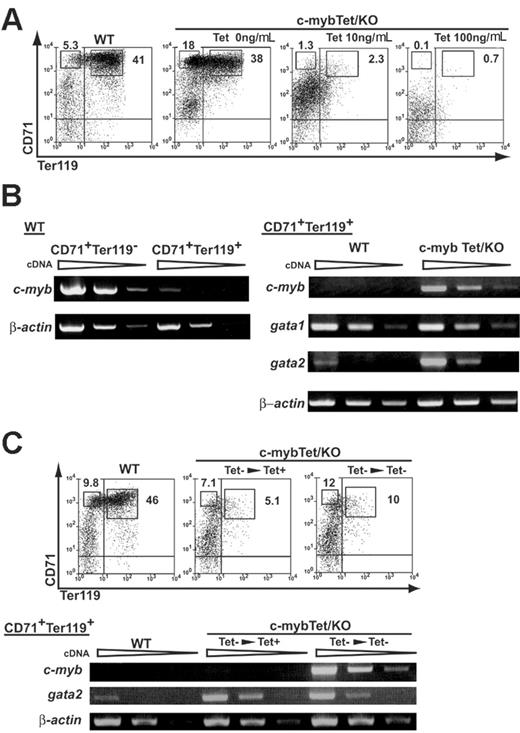 Figure 4. Disturbance of erythrocyte maturation by forced expression of c-Myb. (A) VE-cadherin+CD31+cells were sorted from differentiating wild-type ES cells and c-mybTet/KO ES cells as described in Figure 2. Cells were recultured for 9 days with OP9 cells and cytokines (SCF, IL3, Epo) in the presence of different concentrations of Tet. Cells were harvested and analyzed by flow cytometry for expression of Ter119 and CD71. Numbers indicate the percentage of cells in rectangular area. (B) CD71highTer119– and CD71highTer119+ cells were sorted from wild-type cell cultures and subjected to RT-PCR analysis for c-myb expression (left panels). CD71highTer119+ cells were sorted from wild-type and c-Myb–rescued (0 ng/mL Tet) cultures and subjected to RT-PCR analyses for expression of c-myb, Gata1, and Gata2 genes (right panels). Results shown are representative of at least 3 independent experiments. (C) VE-cadherin+CD31+ cells sorted from differentiating wild-type ES cells and c-mybTet/KO ES cells were recultured for 5 days with OP9 cells and cytokines in the absence of Tet. Tet (1 μg/mL) was then added in some cultures (Tet–> Tet+) and incubation continued, whereas others were kept in the absence of Tet (WT and Tet– > Tet–). After 3 days of incubation, cells were harvested and analyzed by FACS for expression of Ter119 and CD71. CD71highTer119+ cells were further sorted and subjected to RT-PCR analyses for expression of c-myb and Gata2 genes. Numbers indicate the percentage of cells in rectangular area.