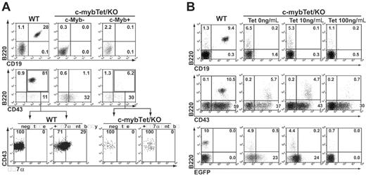 Figure 5. Failure of c-Myb–rescued endothelial cells to generate B lymphocytes. (A) VE-cadherin+CD31+ cells were sorted from differentiating wild-type ES cells and c-mybTet/KO ES cells as described in Figure 2. Cells were recultured for 13 days with OP9 cells and cytokines (SCF, Flt3L, IL7) in the presence (c-Myb–) or absence (c-Myb+) of Tet (1 μg/mL). Floating cells were harvested and analyzed by flow cytometry for expression of B220, CD19, and CD43. The B220+CD43+ population was gated and further analyzed for IL7Rα expression. (B) VE-cadherin+CD31+ cells sorted from differentiating wild-type ES cells and c-mybTet/KO ES cells were recultured for 13 days with OP9 cells and cytokines in the presence of different concentrations of Tet. Floating cells were harvested and analyzed by flow cytometry for expression of B220, CD19, CD43, and EGFP. Results shown are representative of at least 3 independent experiments. Numbers indicate the percentage of cells in population.