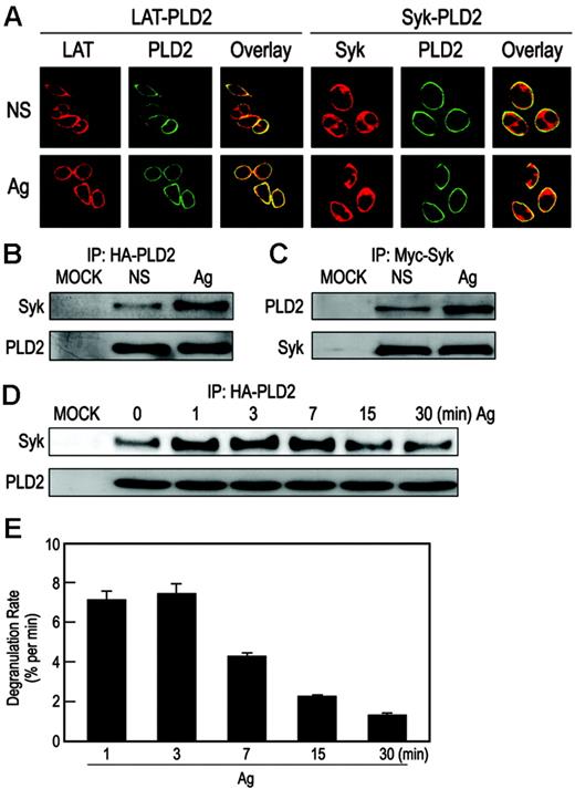 Figure 1. Colocalization of PLD2 with LAT and Syk on the plasma membrane. (A) RBL-2H3 cells were transiently transfected with EGFP-PLD2 plasmid and then left unstimulated (NS) or stimulated with 25 ng/mL DNP-BSA (Ag) for 7 minutes for examination by confocal microscopy. Cells were counterstained with rhodamine-labeled antibodies against LAT or Syk. Representative photomicrographs are shown. (B-C) RBL-2H3 cells transiently cotransfected with HA-PLD2 and myc-Syk cDNA plasmids or mock transfected (MOCK) were stimulated or not with antigen as in panel A. Proteins were immunoprecipitated (IP) with anti-HA (B) or antimyc (C) antibodies and then subjected to immunoblot analysis with anti-Syk or anti-HA antibodies. (D) The period of stimulation of the cotransfected RBL-2H3 cells was also varied as indicated, and immunoprecipitates obtained with anti-HA antibody were subjected to immunoblot analysis with anti-Syk or anti-HA antibodies. (E) Cells were also stimulated with antigen to calculate the rate of degranulation at the given times as determined by the release of the granule marker, β-hexosaminidase. Values are expressed as percent of cellular β-hexosaminidase that was released into the medium per minute and are the mean ± SEM of values from 3 experiments.