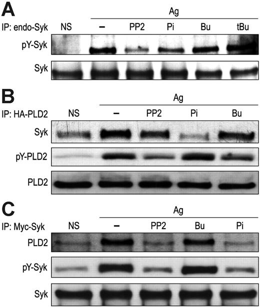Figure 2. Association of PLD2 with Syk is dependent on phosphorylation of Syk. (A) RBL-2H3 cells were exposed to 20 μM PP2, 120 μM piceatannol (Pi), 50 mM 1-butanol (Bu), or 50 mM tertiary butanol (tBu) for 10 minutes before stimulation with 25 ng/mL DNP-BSA (Ag) for 7 minutes or left unstimulated (NS). Endogenous Syk was immunoprecipitated with anti-Syk antibody for detection of tyrosine-phosphorylated Syk (pY-Syk) with antiphosphotyrosine antibody and Syk with anti-Syk antibody by immunoblotting. (B-C) RBL-2H3 cells transiently cotransfected with HA-PLD2 and myc-Syk plasmids were stimulated with antigen in the presence or absence of inhibitors as described for panel A. HA-PLD2 (B) and myc-Syk (C) were immunoprecipitated with agarose-conjugated antibody against HA-tag or antimyc antibody for immunoblotting and detection of HA-PLD2, myc-Syk, and their phosphorylated counterparts (pY-) with the appropriate antibody. Representative immunoblots from 3 experiments are shown.