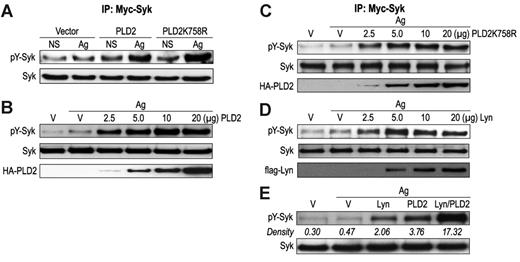 Figure 3. Phosphorylation of Syk is enhanced by PLD2 and by Lyn. (A-C) RBL-2H3 cells were transiently cotransfected with myc-Syk along with HA-PLD2, catalytically inactive HA-PLD2K758R cDNA plasmids, or vector (V). Transfection was performed with 25 μg plasmid per 2 × 107 cells (A) or as indicated (B-C). Cells were stimulated for 7 minutes with 25 ng/mL antigen (Ag) or not stimulated (NS). Myc-Syk was immunoprecipitated (IP) from cell lystates with antimyc antibody, and precipitated proteins were subjected to immunoblot analysis for detection of tyrosine-phosphorylated Syk (pY-Syk) and myc-Syk with antibodies against phosphotyrosine and myc, respectively. (D-E) RBL-2H3 cells were cotransfected with cDNA constructs for myc-Syk along with vector (V), flag-Lyn, HA-PLD2, or the combination of flag-Lyn and HA-PLD2. Transfection was performed with 5 μg flag-Lyn and PLD2 DNA per 2 × 107 cells (E) or as indicated (D). Cells were stimulated with antigen or not for 7 minutes, and immunoblotting was performed for detection of phosphorylated Syk and myc-Syk. Representative immunoblots from 3 experiments are shown for all 5 panels, and relative densities are indicated in italics in panel E.