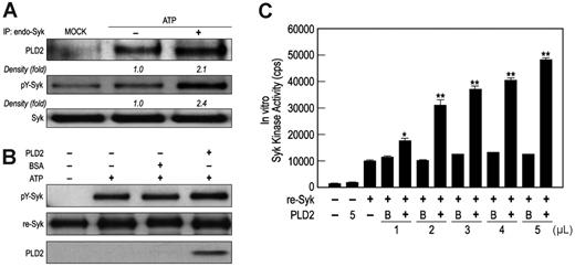 Figure 4. Association of PLD2 and Syk, although dependent on initial phosphorylation of Syk, results in additional phosphorylation and the activation of Syk. (A) Immunoprecipitated (IP) Syk from RBL-2H3 cells was incubated initially in the presence or absence of 20 μM ATP before addition of lysates of cells that had been transfected with HA-PLD2 cDNA or not (MOCK). The precipitated proteins were subjected to immunoblot analysis for detection of HA-PLD2 and phosphorylated Syk (pY-Syk) as described in “Materials and methods.” (B) Free recombinant Syk was phosphorylated with or without ATP and HA-PLD2 that had isolated by the Catch and Release system as described in “Materials and methods.” An equal amount of BSA was used as the negative control for HA-PLD2. The mixtures were subjected to immunoblot analysis for detection of phosphorylated Syk, HA-PLD2, and Syk. Representative immunoblots from 3 experiments are shown.(C) Free recombinant Syk was assayed for kinase activity in the absence or presence of the indicated amounts of HA-PLD2 as described for panel B by use of an in vitro kinase assay kit. An equal amount of BSA (B) was used as the negative control for each HA-PLD2 sample. Values are the mean ± SEM of 3 separate experiments.