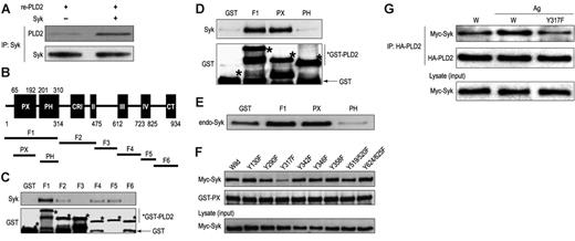 Figure 5. PLD2 interacts via its PX domain with Syk in vitro, an interaction that is dependent on Syk tyrosine 317. (A) Following the incubation of recombinant hexahistidine (His6)–PLD2 with recombinant Syk, Syk was immunoprecipitated with anti-Syk antibody, and immunoblots were prepared for detection of His6-PLD2 and Syk as shown. (B) Structures of the individual fragments as well as the PX and PH domains of human PLD2 that were prepared as GST fusion proteins for studies shown in panels C-F. Numbers indicate the terminal amino acid of each nonoverlapping fragment (F) as described in “Materials and methods.” The initial and terminal amino acids of the PH and PX are also indicated (C-F). The GST fusion proteins were incubated with recombinant Syk (C-D), endogenous Syk (E), and the indicated mutants (tyrosine to phenylalanine) of myc-Syk (F). Lysates of RBL-2H3 cells and of cells made to overexpress the myc-Syk mutants were used as sources of endogenous Syk and mutated myc-Syk, respectively (see “Materials and methods”). Immunoblots of the protein precipitates were probed with antibodies against Syk, Myc, and GST as shown. (G) Cells were made to overexpress wild-type or the Y317F mutant of myc-Syk along with HA-PLD2. Cells were stimulated or not with antigen (Ag). HA-PLD2 was immunoprecipitated with anti-HA antibody, and HA-PLD2 and coimmunoprecipitated myc-Syk were detected by immunoblotting and use of antimyc and HA antibodies.