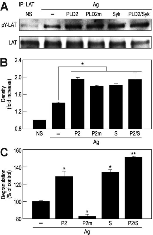Figure 6. Overexpression of HA-PLD2 or Syk enhances phosphorylation of LAT activation as well as degranulation. (A-B) RBL-2H3 cells were transfected with cDNA constructs for HA-PLD2 (PLD2 or P2), catalytically inactive PLD2K758R (PLD2m or P2m), Syk (S), or vector (–). Cells were stimulated for 7 minutes with antigen (Ag) or not stimulated (NS). LAT was immunoprecipitated from cell lysates with anti-LAT antibody, and precipitated proteins were subjected to immunoblot analysis for detection of LAT and phosphorylated LAT (pY-LAT) with anti-LAT and antiphosphotyrosine antibodies. Representative blots (A) and densitometric data (B) from 3 experiments are shown. (C) Cells were also stimulated with antigen for 7 minutes for measurement of release of the granule marker, β-hexosaminidase. Values are expressed as percent of release of β-hexosaminidase in vector-transfected cells (about 31% release) and are the mean ± SEM of values from 3 experiments. Significant increase or decrease in release: *P < .05; **P < .01.