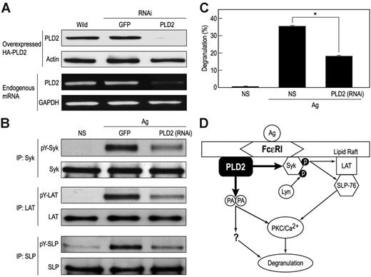 Figure 7. Suppression of PLD2 expression with siRNA impairs tyrosine phosphorylation of Syk, LAT, and SLP as well as degranulation. (A) RBL-2H3 cells were made to transiently express HA-PLD2 and siRNAs (RNAi) directed against PLD2 or as a control green fluorescent protein (GFP). Expression of HA-PLD2 and actin was determined by immunoblotting, and expression of PLD2 mRNA was determined by RT-PCR. (B) Cells made to express the PLD2 siRNA were also stimulated with 25 ng/mL antigen (Ag) or not (NS) for 5 minutes for detection of Syk, LAT, and SLP and their tyrosine phosphorylated (pY-) counterparts by immunoblotting after immunoprecipitation. (C) Cells were also stimulated with antigen for 15 minutes to measure release of the granule marker, β-hexosaminidase. Values are expressed as percent of cellular β-hexosaminidase that was released into the medium and are the mean ± SEM of values from 3 experiments. Significant decrease in release: *P < .01. (D) Model for the dual actions of PLD2. The data suggest that PLD2 acts in a catalytically independent and dependent manner to associate directly with Syk to enhance tyrosine phosphorylation and activation of Syk and downstream targets such as LAT and SLP-76 and form phosphatidic acid (PA), which may facilitate activation of PKC and other, as yet poorly defined, mechanisms that are essential for degranulation.