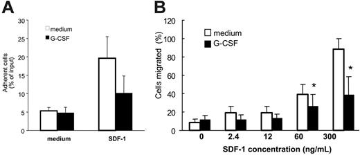 Figure 2. Effect of G-CSF on bone marrow myeloid cell adhesion and migration to SDF-1. Unfractionated bone marrow cell populations (1 × 106/mL) were preincubated at 37°C for 18 hours with or without G-CSF (100 ng/mL). (A) After washing, the cells were plated onto SDF-1–coated (4 μg/mL) or diluent only–coated (PBS with 0.1% BSA) microtiter wells and incubated at 37°C for 30 minutes. After removal of nonadherent cells, the remaining cells were detached with 5 mM EDTA, counted, and stained for surface Gr1. The results reflect the differential attachment of Gr1+ cells preincubated in medium only or with G-CSF and are expressed as the mean (± SE) percent Gr1+ cells attached of input Gr1+ cells (results from 5 experiments). (B) After preincubation with or without G-CSF and washing, cells were tested for trans-well migration to SDF-1 (2.4-300 ng/mL) or medium only. Cells recovered in the lower well after 2-hour incubation at 37°C were counted and stained for surface Gr1 expression. Results are expressed as the mean (± SE) percent of migrated Gr1+ cells (results reflect the means from 3 experiments). *P < .05 (cells preincubated with medium versus G-CSF).